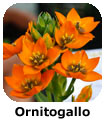 Ornitogallo